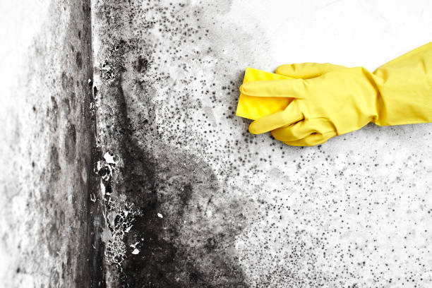 Best Black Mold Remediation in Galatia, IL