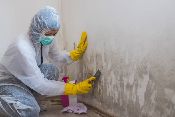 Reliable Galatia, IL Mold Remediation Solutions