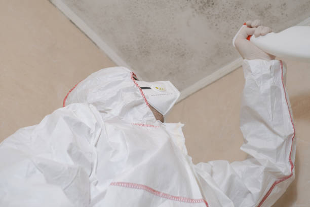 Best HVAC Mold Remediation in Galatia, IL