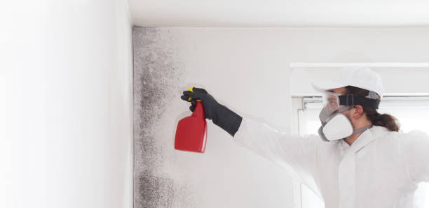 Best Kitchen Mold Remediation in Galatia, IL
