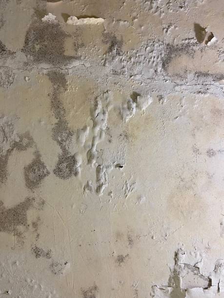 Best White Mold Remediation in Galatia, IL