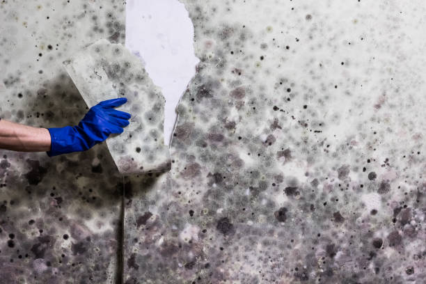 Best Residential Mold Remediation in Galatia, IL