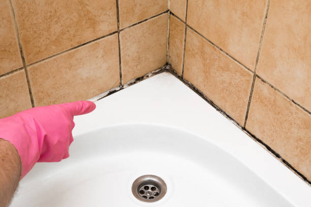 Best DIY Mold Remediation Support Services in Galatia, IL